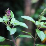 Amor por las plantas: significado espiritual y cómo cultivarlo en tu vida