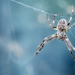 Arañas en la cama: Su significado espiritual y cómo interpretarlo