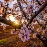 Blossom de Almendro: Su Significado Espiritual y Cómo Impacta Nuestra Vida