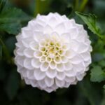 Crisantemo Blanco: Descubre el Profundo Significado Espiritual de Esta Hermosa Flor