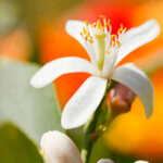 El aroma de la flor de naranjo: su significado espiritual y poder de transformación
