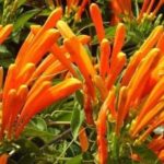 El aroma de la flor de naranjo: su significado espiritual y poder transformador.
