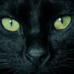 El Ojo de Gato: Su Significado Espiritual y la Magia que Contiene