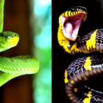 El significado espiritual de encontrar una serpiente muerta en tu camino.