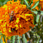 El significado espiritual de la abeja negra y amarilla: Conectando con la alegría y la persistencia.