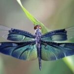 El significado espiritual de la libélula amarilla: Descubre su influencia en tu vida