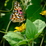 El significado espiritual de la mariposa marrón: Encuentra paz y renovación interna.