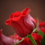 El significado espiritual de la rosa rosa: una simbología de amor y gratitud.