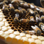El significado espiritual de las abejas en el hogar: descubre su influencia y energía positiva.