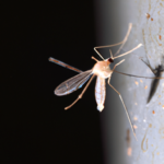 El significado espiritual de los pequeños mosquitos en la casa: ¿Qué nos están revelando?