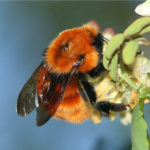 El significado espiritual de ver a un abejorro: ¿Qué revela sobre tu vida interior?
