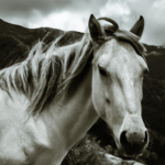 El significado espiritual del caballo blanco: Conectando con la pureza y la libertad.