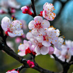 El significado espiritual del cerezo: El encanto y la belleza en nuestras vidas.