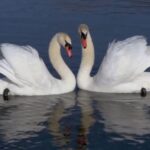 El Significado Espiritual del Cisne Blanco: Una Guía para la Transformación Interior