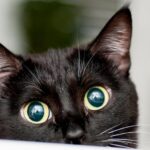 El significado espiritual del gato negro: el poder y la protección que brinda
