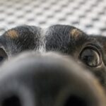 El significado espiritual del olor a perro mojado: ¿Qué revela este aroma para nosotros?