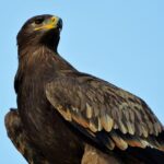 El significado espiritual del tótem del águila: Descubre su poder y sabiduría.