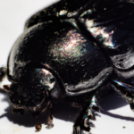Escarabajo Negro: Su Significado Espiritual y Mensaje en Nuestras Vidas Diarias