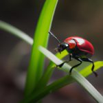 Escarabajo Rojo: Su significado espiritual y simbolismo en nuestras vidas