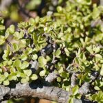 Ficus, la planta de la abundancia: Descubre su significado espiritual y sus beneficios en tu hogar
