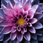 Flor de Dahlia: El significado espiritual detrás de su belleza y colorido.