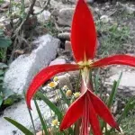 Flor de Lirio: Su significado espiritual y cómo practicar Ho'oponopono