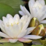 Flor de Loto Blanca: Descubre su Significado Espiritual y la Paz Interior que Representa