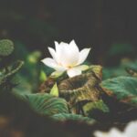 Flor de Loto: Su significado espiritual y transformación interna