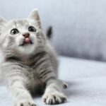 Gato atigrado gris: explorando su significado espiritual y poder en nuestras vidas