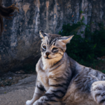 Gato atigrado: Su significado espiritual y su influencia en nuestra vida.