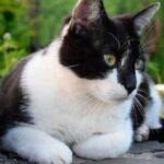 Gato bicolor: El significado espiritual detrás de su presencia en tu vida.