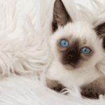 Gato de ojos azules y pelaje blanco: Explorando su significado espiritual y misterios.