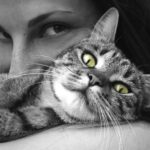 Gato gris: Su significado espiritual y misterios revelados