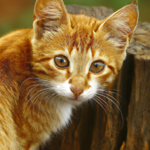 Gato Naranja: el Significado Espiritual detrás de su Pelaje Radiante
