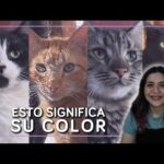 Gato Naranja y Blanco: El Significado Espiritual de Estos Fascinantes Felinos