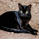 Gato Negro: Su Significado Espiritual y Su Influencia en Nuestra Vida
