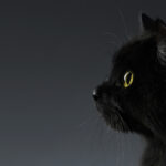 Gato Negro y Blanco: Su Significado Espiritual Revelado: ¿Qué Simbolizan en Nuestras Vidas?