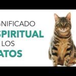 Gato Persa: Un Vínculo Espiritual Profundo y Significado en Nuestras Vidas