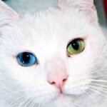 Gatos con ojos de dos colores: Su significado espiritual y su misterioso poder.