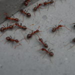 Hormigas en la Casa: Su Significado Espiritual y Cómo Interpretarlas