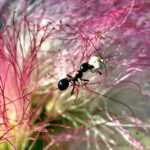 Hormigas negras en la casa: su significado espiritual y cómo interpretarlo.