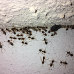 Hormigas voladoras en la casa: Su significado espiritual y cómo abordarlas.