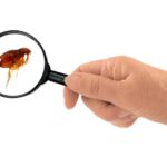 Infestación de pulgas en el hogar: su significado espiritual y cómo lidiar con ello.