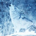 Luna del Lobo: Su Significado Espiritual y el Poder de la Naturaleza