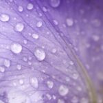 Luz Púrpura: Su Significado Espiritual y Cómo Nos Afecta en la Vida Diaria