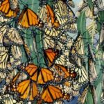 Mariposa Almirante Roja: Descubre el Significado Espiritual de Este Hermoso Insecto