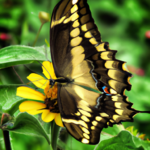 Mariposa Amarilla: el Significado Espiritual y Simbolismo de este Hermoso Insecto