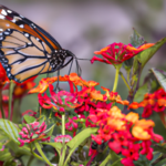 Mariposa marrón y naranja: Su significado espiritual y simbolismo de transformación.