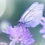 Mariposa Morada: El Significado Espiritual y Transformación Interna