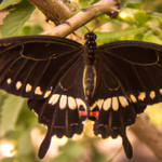 Mariposa Negra: Su Significado Espiritual y el Simbolismo que Contiene